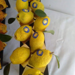 Les fruits citron 🍋  فواكه الليمونة